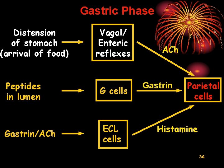 Gastric Phase Distension of stomach (arrival of food) Peptides in lumen Gastrin/ACh Vagal/ Enteric