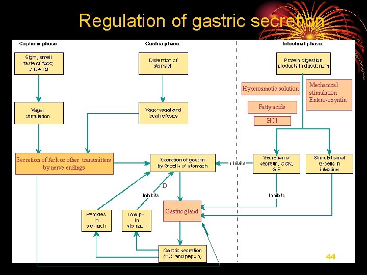 Regulation of gastric secretion Hyperosmotic solution Mechanical stimulation Entero-oxyntin Fatty acids HCl Secretion of
