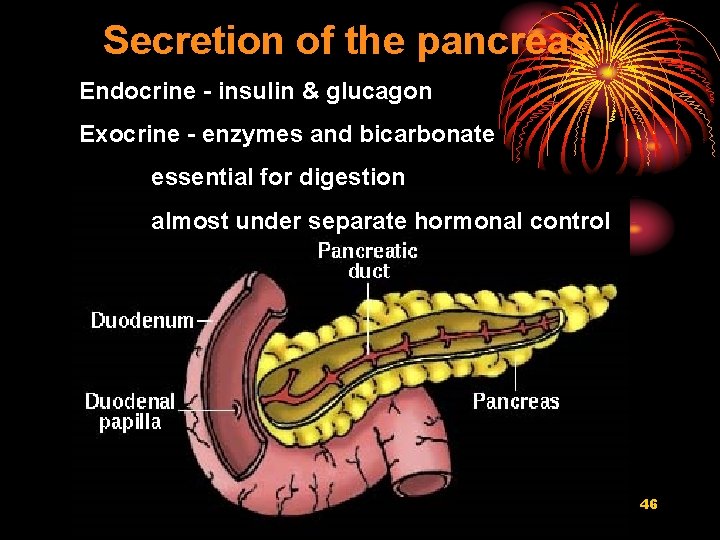 Secretion of the pancreas Endocrine - insulin & glucagon Exocrine - enzymes and bicarbonate