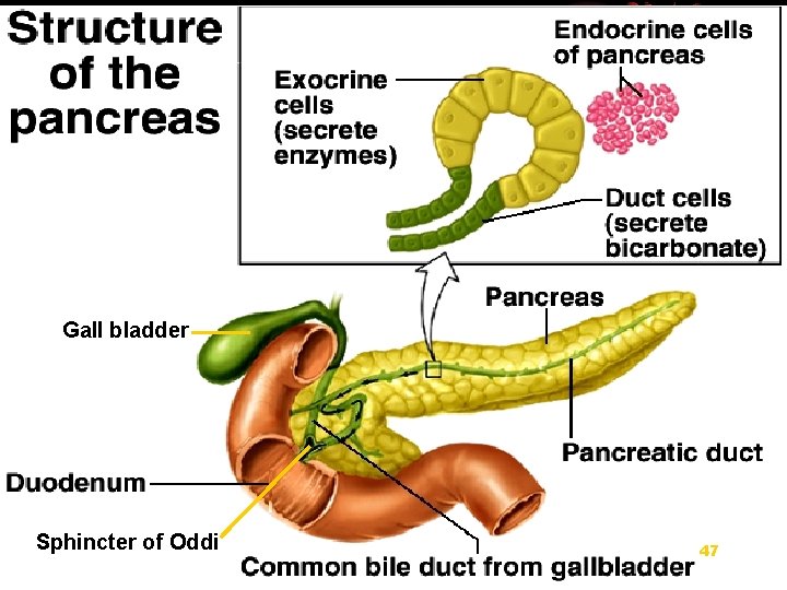 Gall bladder Sphincter of Oddi 47 
