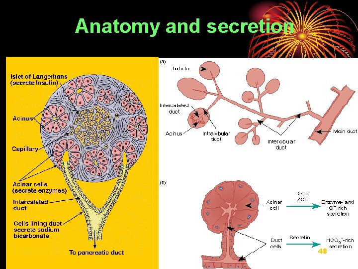 Anatomy and secretion 48 