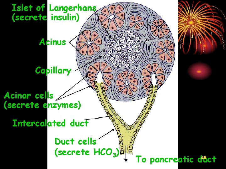 Islet of Langerhans (secrete insulin) Acinus Capillary Acinar cells (secrete enzymes) Intercalated duct Duct