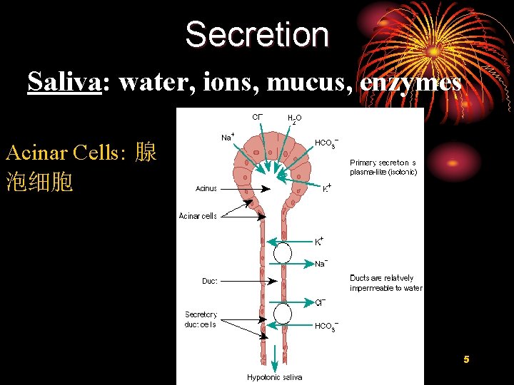 Secretion Saliva: water, ions, mucus, enzymes Acinar Cells: 腺 泡细胞 5 