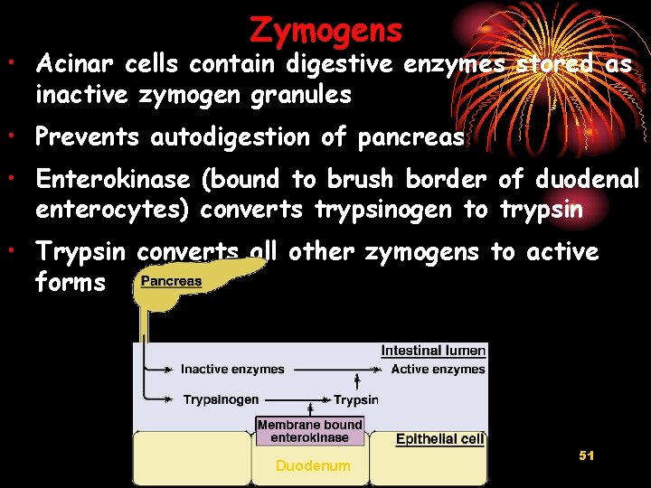 Zymogens • Acinar cells contain digestive enzymes stored as inactive zymogen granules • Prevents