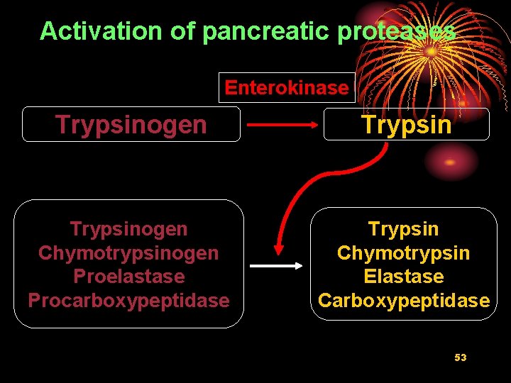 Activation of pancreatic proteases Enterokinase Trypsinogen Chymotrypsinogen Proelastase Procarboxypeptidase Trypsin Chymotrypsin Elastase Carboxypeptidase 53