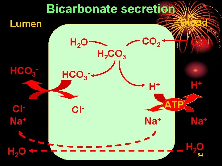 Bicarbonate secretion Blood Lumen H 2 O HCO 3 - Cl. Na+ H 2