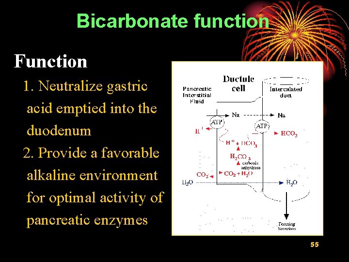 Bicarbonate function Function 1. Neutralize gastric acid emptied into the duodenum 2. Provide a