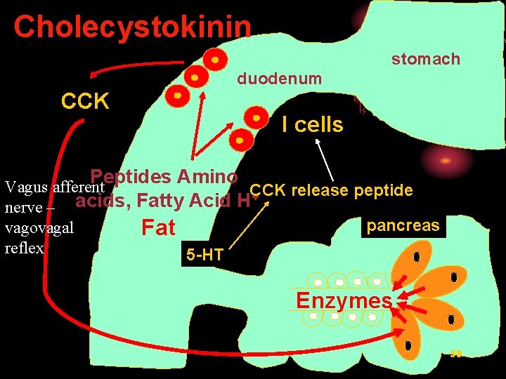 Cholecystokinin stomach duodenum CCK I cells Peptides Amino Vagus afferent CCK release peptide +