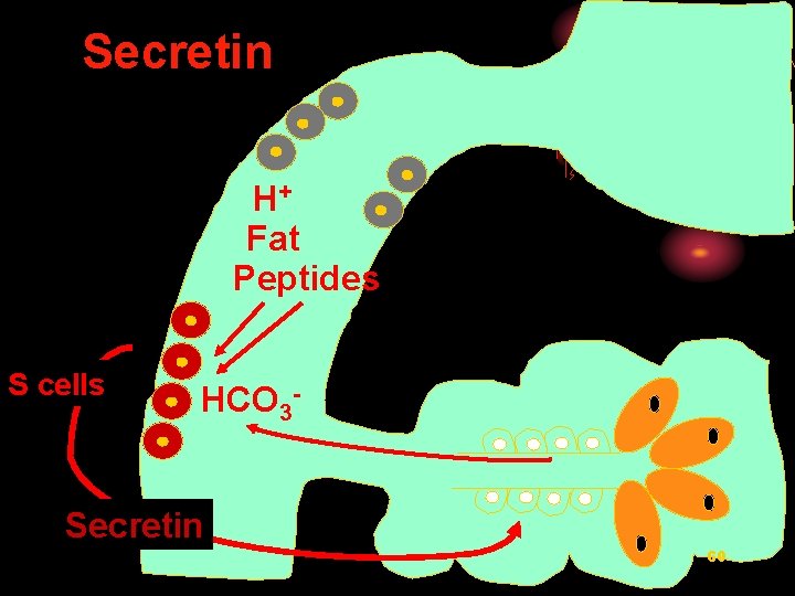 Secretin H+ Fat Peptides S cells HCO 3 - Secretin 60 