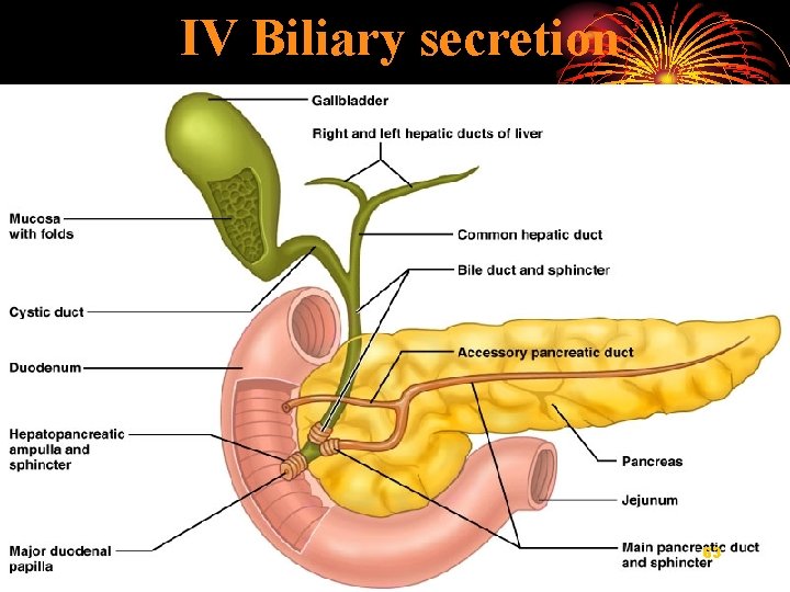IV Biliary secretion 63 