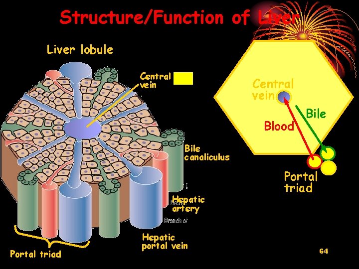 Structure/Function of Liver lobule Central vein Blood Bile canaliculus Hepatic artery Portal triad Hepatic