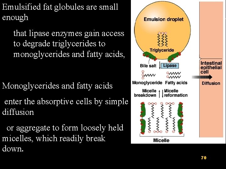 Emulsified fat globules are small enough that lipase enzymes gain access to degrade triglycerides