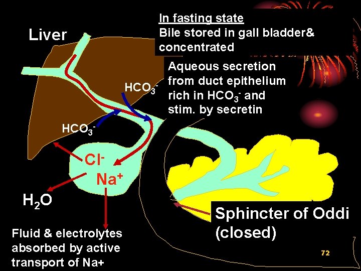 In fasting state Bile stored in gall bladder& concentrated Liver HCO 3 - Aqueous