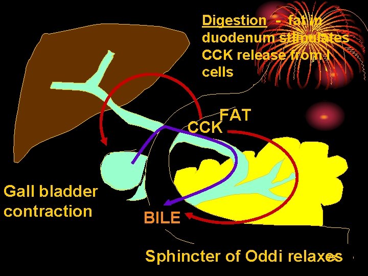 Digestion - fat in duodenum stimulates CCK release from I cells FAT CCK Gall