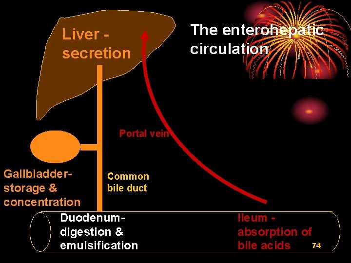 Liver secretion The enterohepatic circulation Portal vein Gallbladder. Common bile duct storage & concentration