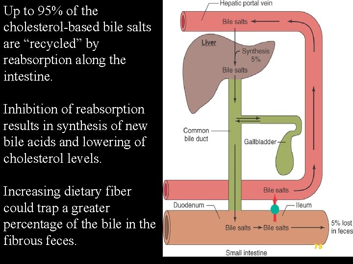 Up to 95% of the cholesterol-based bile salts are “recycled” by reabsorption along the