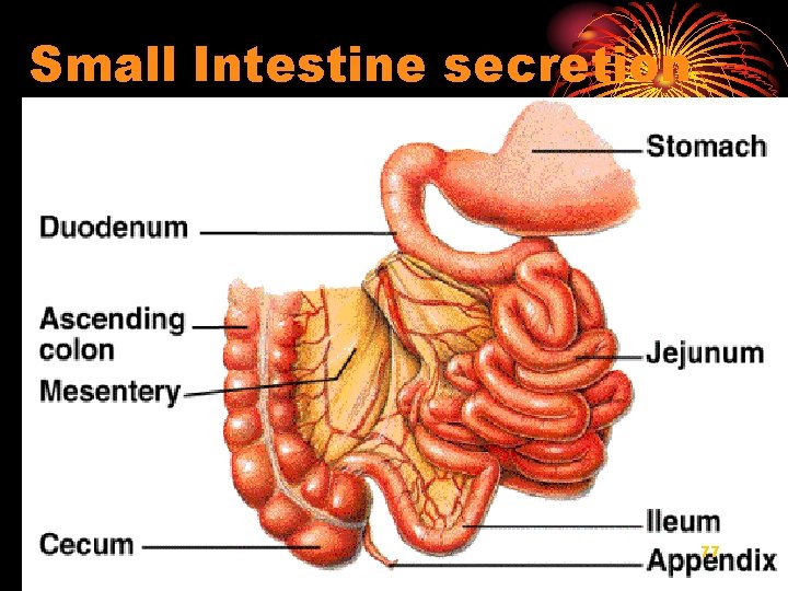 Small Intestine secretion 77 