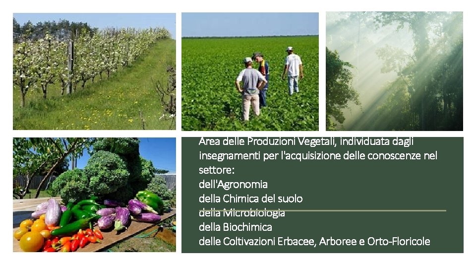 § Area delle Produzioni Vegetali, individuata dagli insegnamenti per l'acquisizione delle conoscenze nel settore: