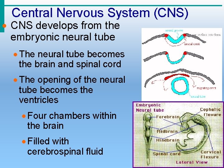 Central Nervous System (CNS) · CNS develops from the embryonic neural tube · The