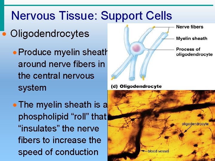Nervous Tissue: Support Cells · Oligodendrocytes · Produce myelin sheath around nerve fibers in