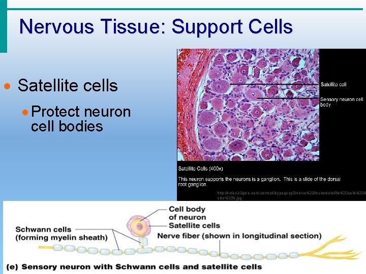 Nervous Tissue: Support Cells · Satellite cells · Protect neuron cell bodies Figure 7.