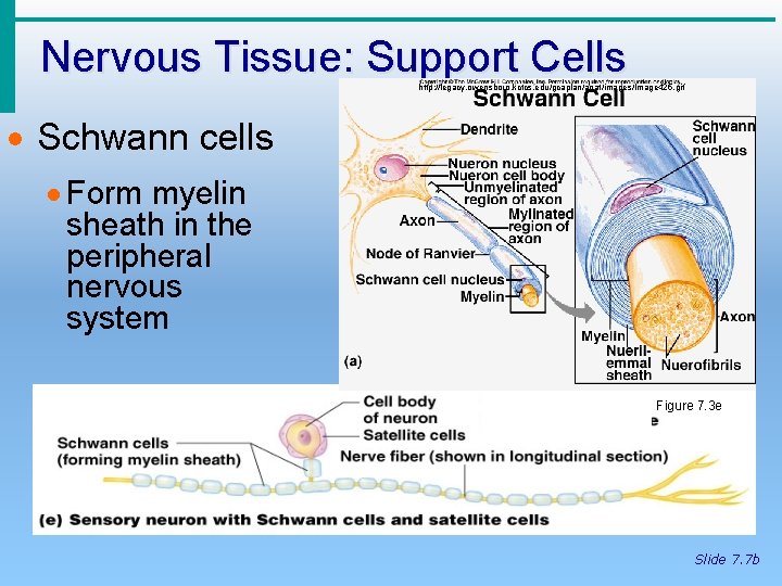 Nervous Tissue: Support Cells http: //legacy. owensboro. kctcs. edu/gcaplan/anat/images/Image 425. gif · Schwann cells