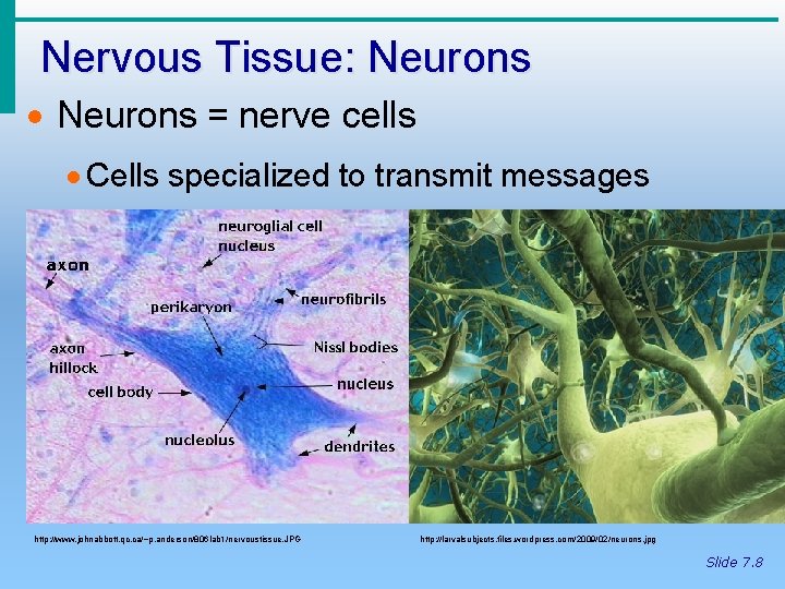 Nervous Tissue: Neurons · Neurons = nerve cells · Cells specialized to transmit messages