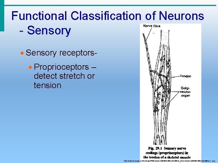 Functional Classification of Neurons - Sensory · Sensory receptors· Proprioceptors – detect stretch or