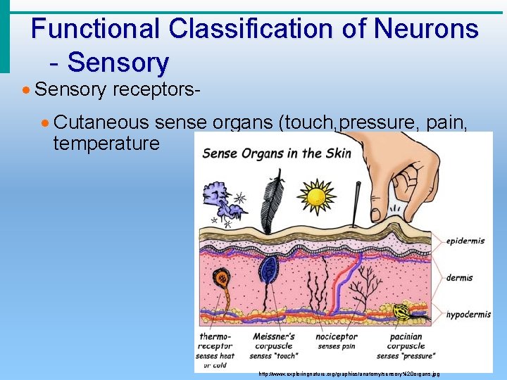 Functional Classification of Neurons - Sensory · Sensory receptors- · Cutaneous sense organs (touch,