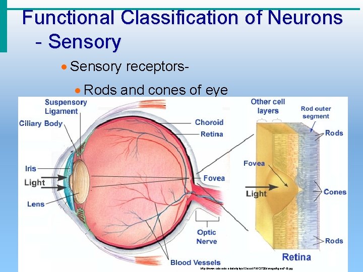 Functional Classification of Neurons - Sensory · Sensory receptors· Rods and cones of eye