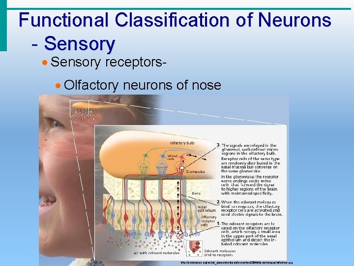 Functional Classification of Neurons - Sensory · Sensory receptors- · Olfactory neurons of nose