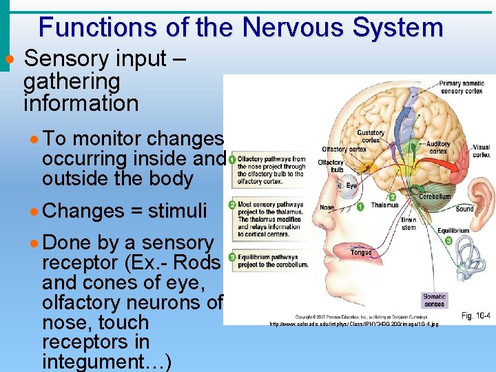 Functions of the Nervous System · Sensory input – gathering information · To monitor