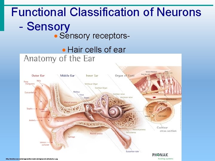 Functional Classification of Neurons - Sensory · Sensory receptors· Hair cells of ear http: