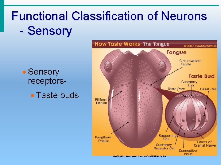 Functional Classification of Neurons - Sensory · Sensory receptors· Taste buds http: //blsciblogs. baruch.