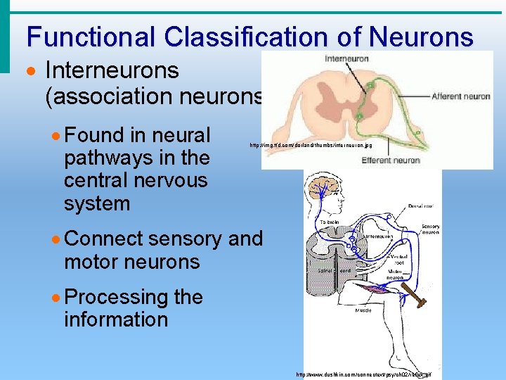 Functional Classification of Neurons · Interneurons (association neurons) · Found in neural pathways in