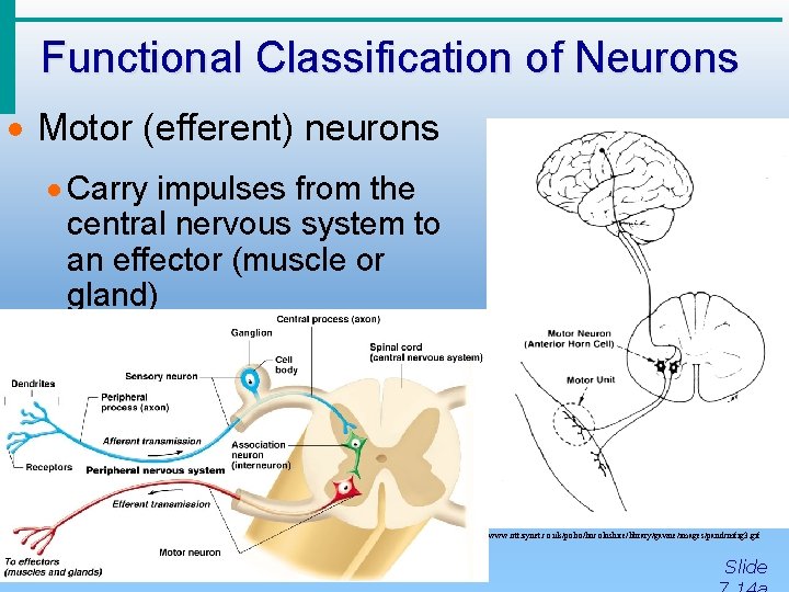 Functional Classification of Neurons · Motor (efferent) neurons · Carry impulses from the central
