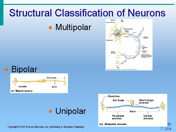 Structural Classification of Neurons · Multipolar · Bipolar · Unipolar Copyright © 2003 Pearson