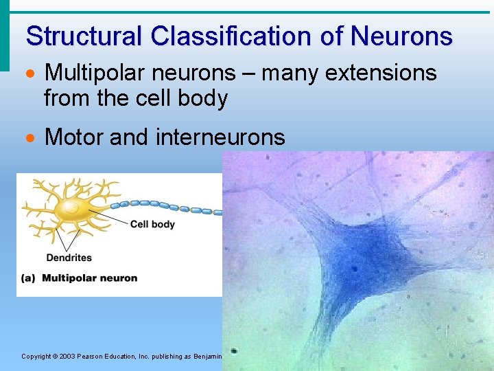 Structural Classification of Neurons · Multipolar neurons – many extensions from the cell body