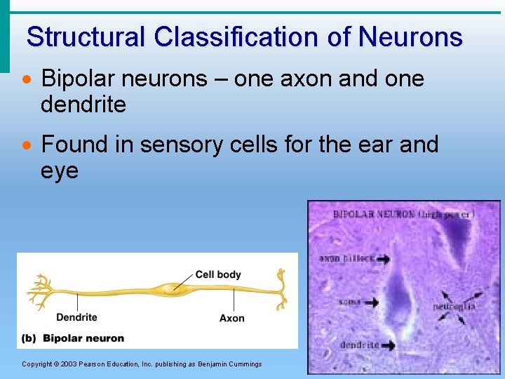 Structural Classification of Neurons · Bipolar neurons – one axon and one dendrite ·