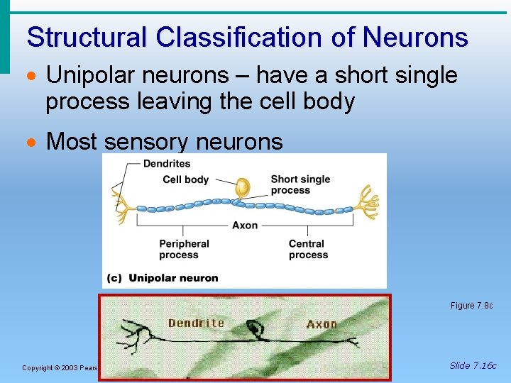 Structural Classification of Neurons · Unipolar neurons – have a short single process leaving