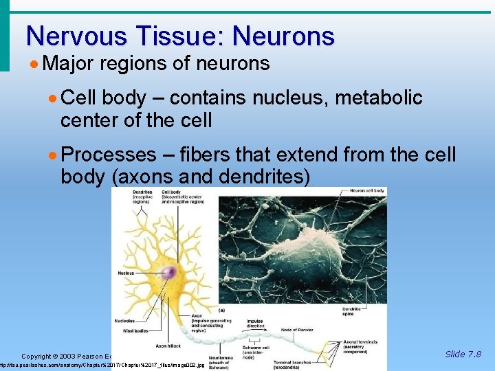 Nervous Tissue: Neurons · Major regions of neurons · Cell body – contains nucleus,