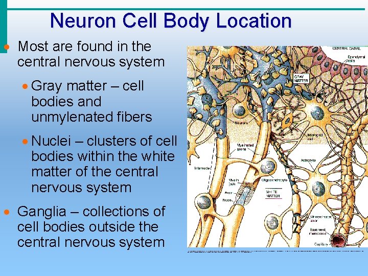 Neuron Cell Body Location · Most are found in the central nervous system ·