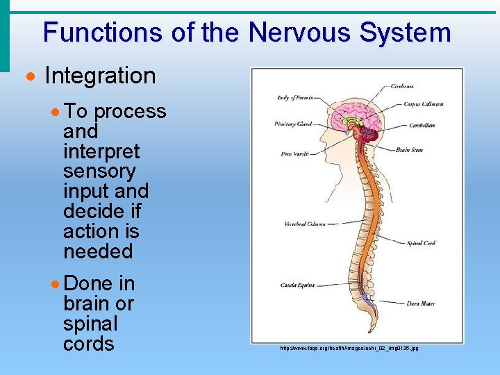 Functions of the Nervous System · Integration · To process and interpret sensory input