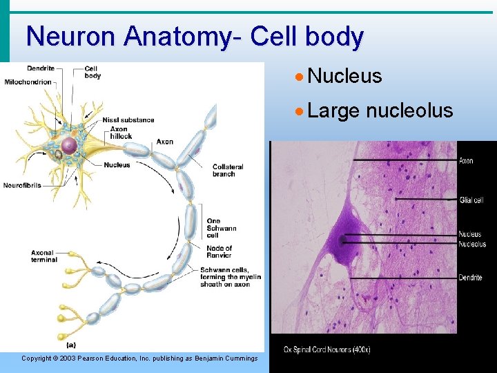 Neuron Anatomy- Cell body · Nucleus · Large nucleolus Figure 7. 4 a Copyright