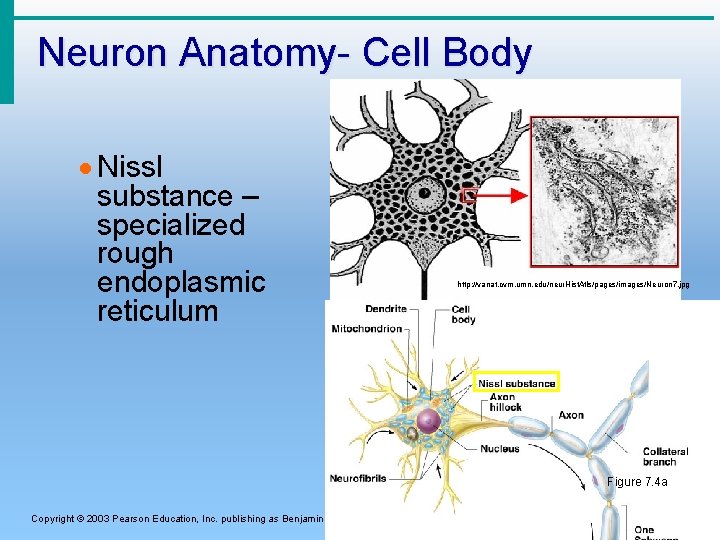 Neuron Anatomy- Cell Body · Nissl substance – specialized rough endoplasmic reticulum http: //vanat.