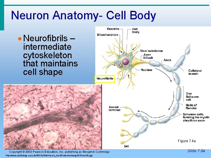 Neuron Anatomy- Cell Body · Neurofibrils – intermediate cytoskeleton that maintains cell shape Figure