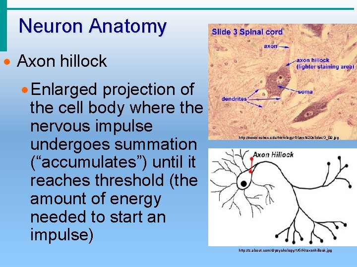 Neuron Anatomy · Axon hillock · Enlarged projection of the cell body where the