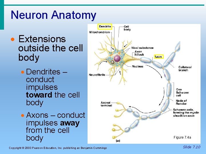 Neuron Anatomy · Extensions outside the cell body · Dendrites – conduct impulses toward