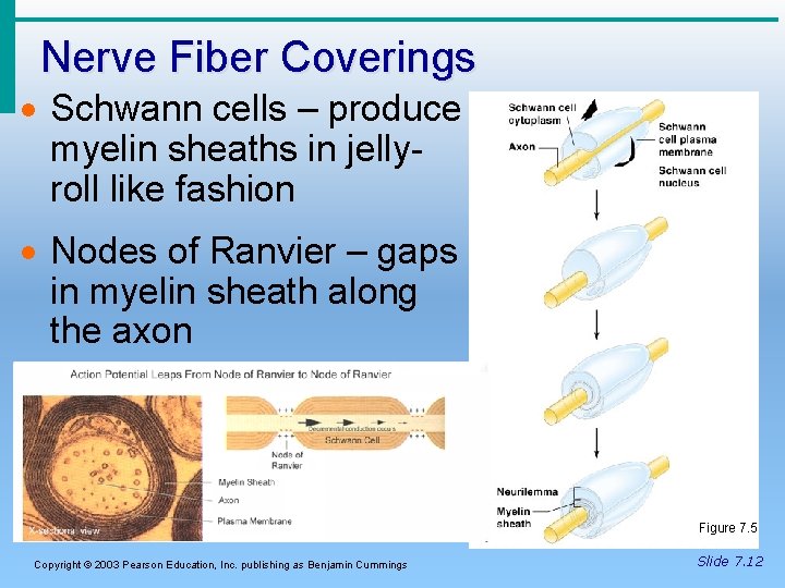 Nerve Fiber Coverings · Schwann cells – produce myelin sheaths in jellyroll like fashion