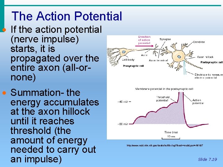 The Action Potential · If the action potential (nerve impulse) starts, it is propagated